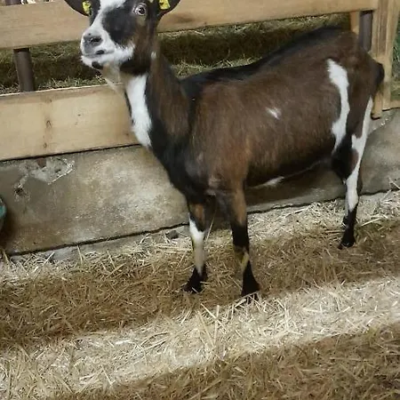 Bauernhof Muehlbichl سول
