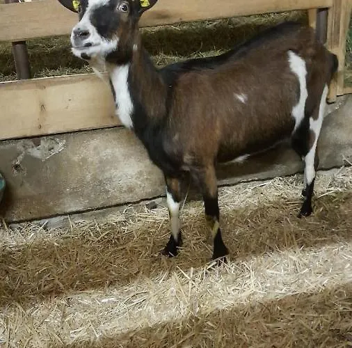 Bauernhof Muehlbichl Soll