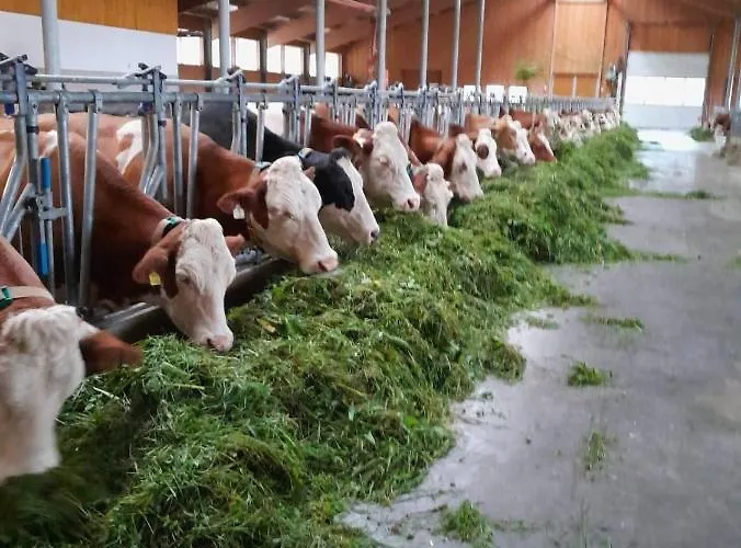 Bauernhof Muehlbichl Farm stay Soll