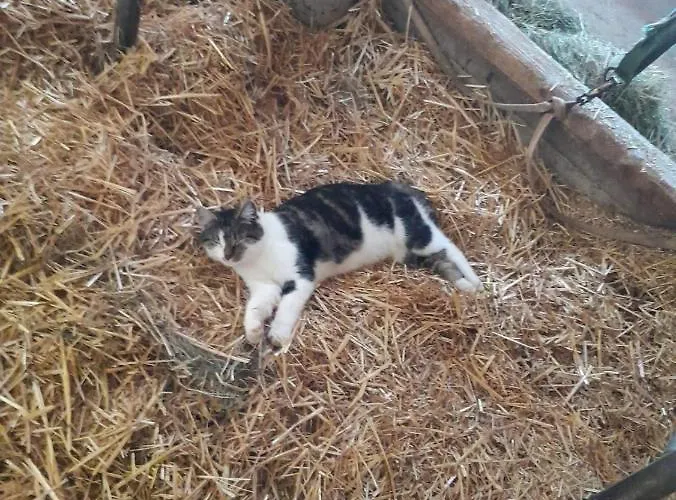 Bauernhof Muehlbichl