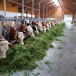 Bauernhof Muehlbichl Vakantieboerderij Söll