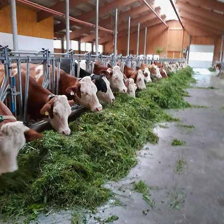 Bauernhof Muehlbichl ファームステイ ゼル